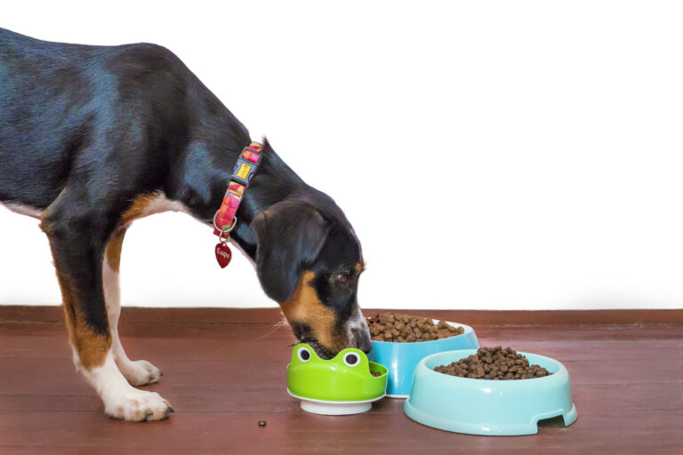 Pet Food Registration in UAE